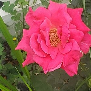 Meet your Posher, Jamille